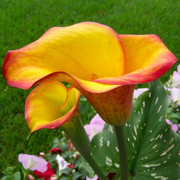 Калла Пич Шиффон