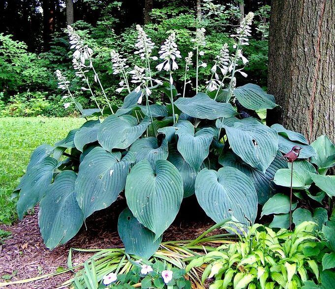 Хоста Голубой ангел