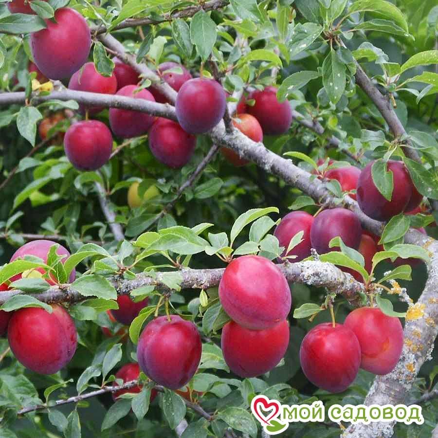 Алыча Найдена