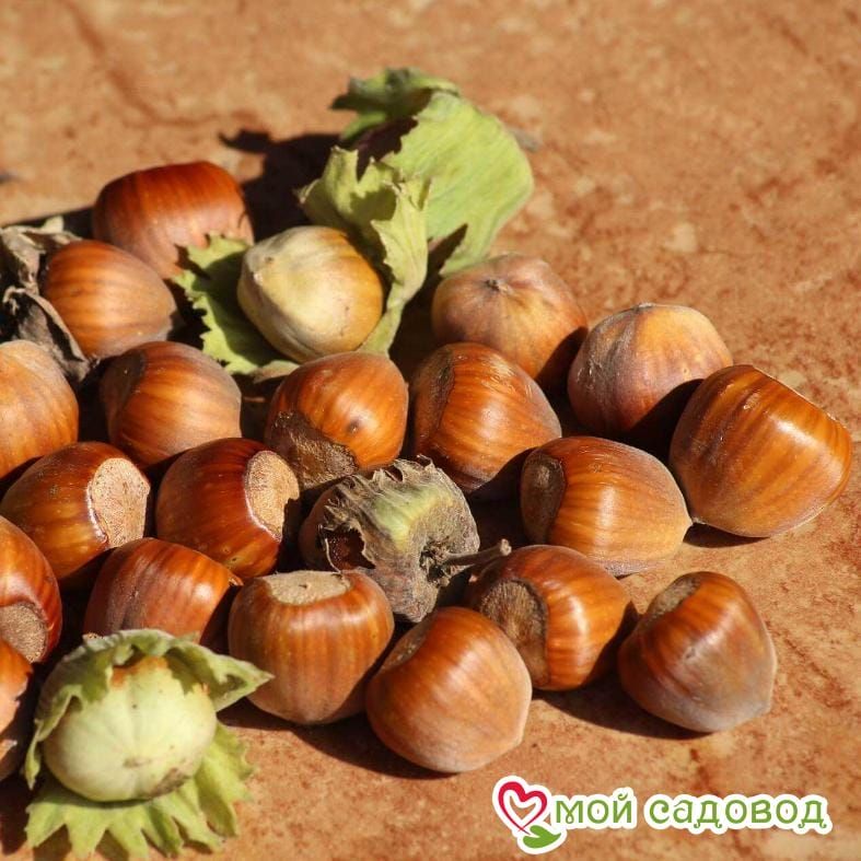 Фундук Шедевр