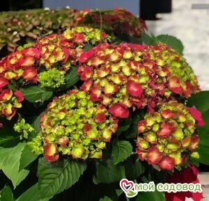 Гортензия крупнолистная Эндлесс Саммер Блашин Брайд