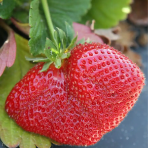 Клубника Лорд