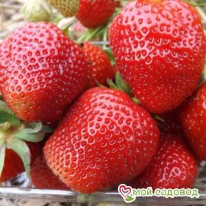 КЛУБНИКА (КРУПНОПЛОДНАЯ) ФЛЁР