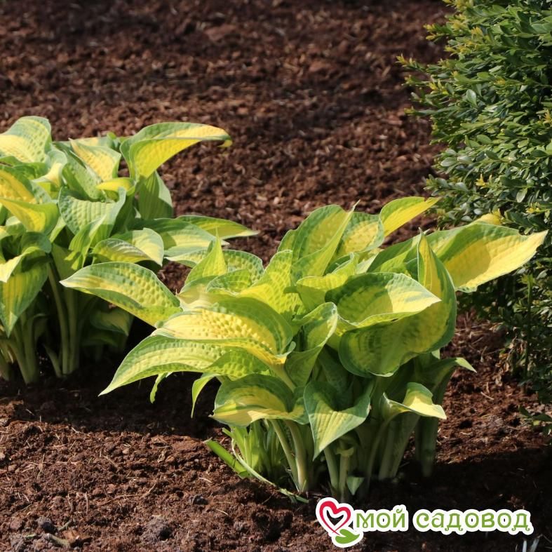 Хоста Оранж Мармелад