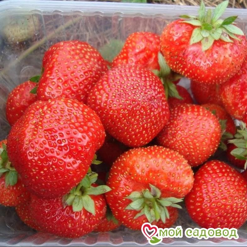 Клубника Сенсация