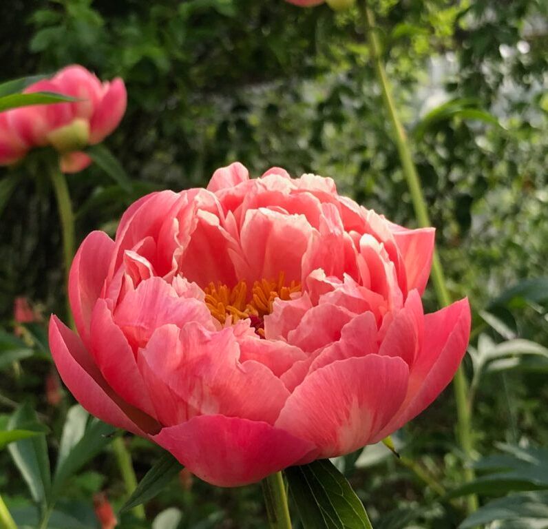 Пион Корал Шарм