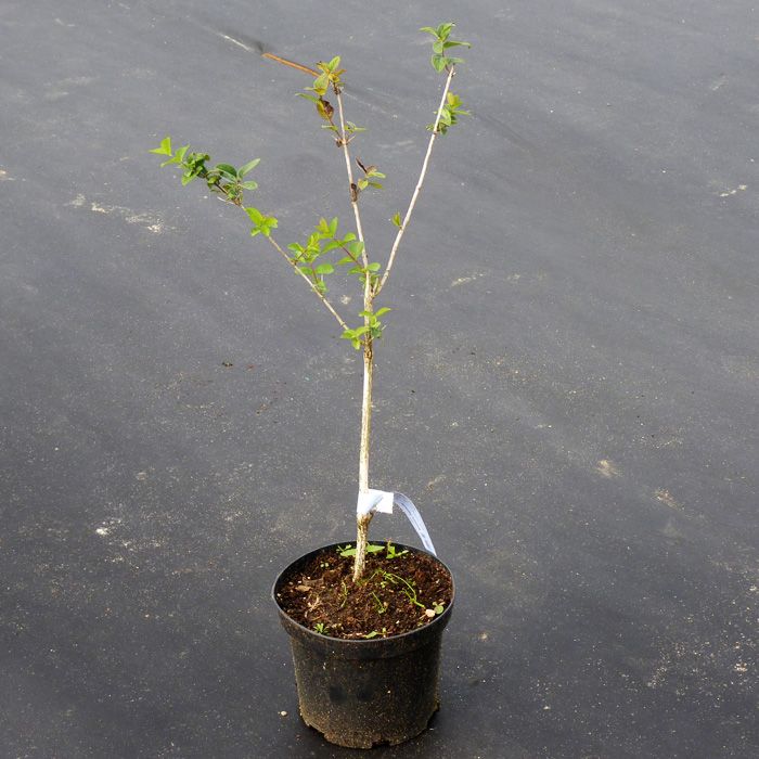 Жимолость Амфора