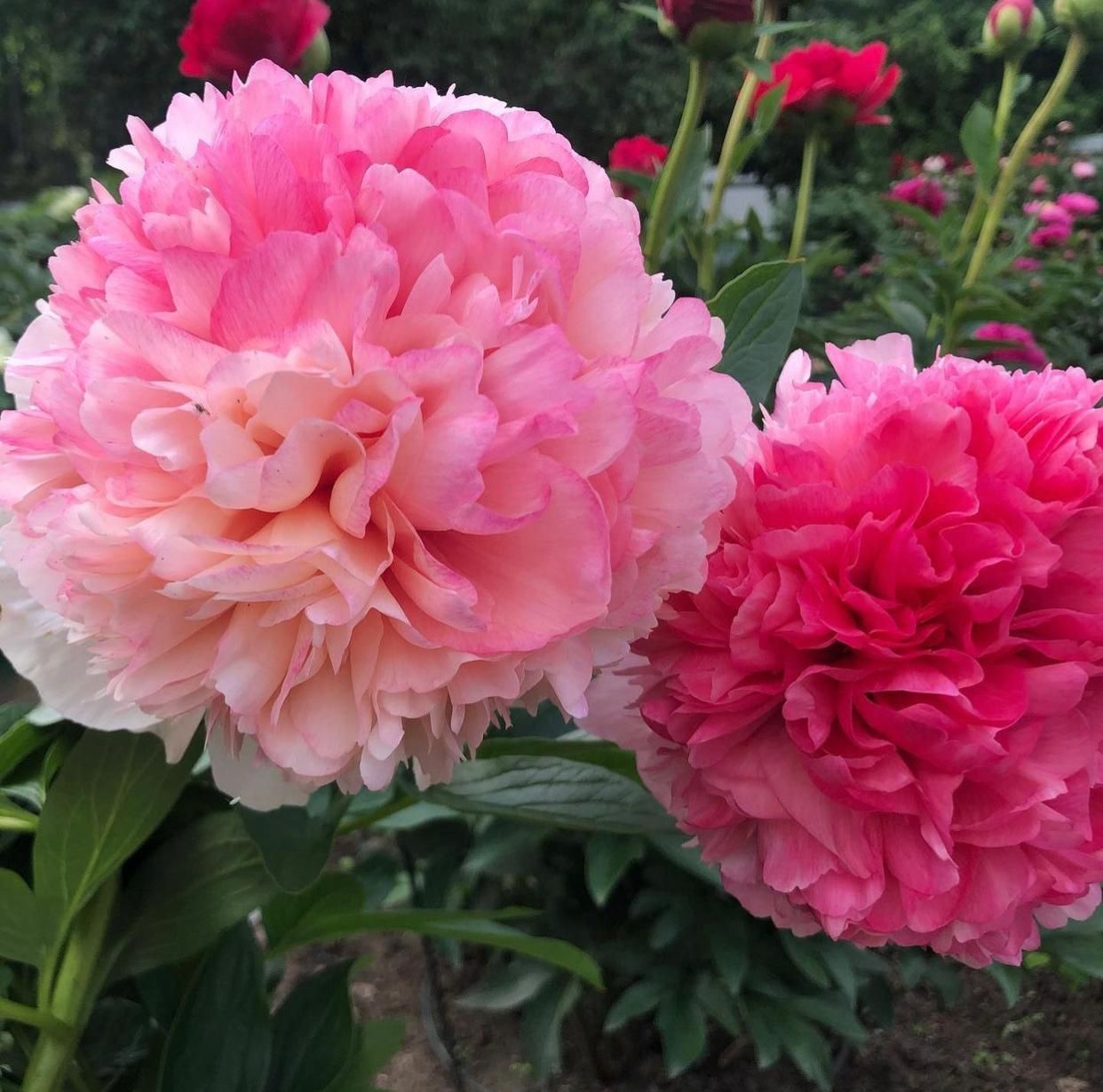 Пион Салмон Глори