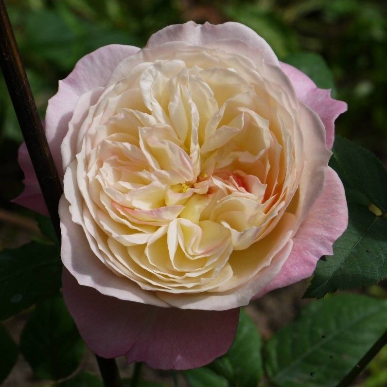 Роза Констанция