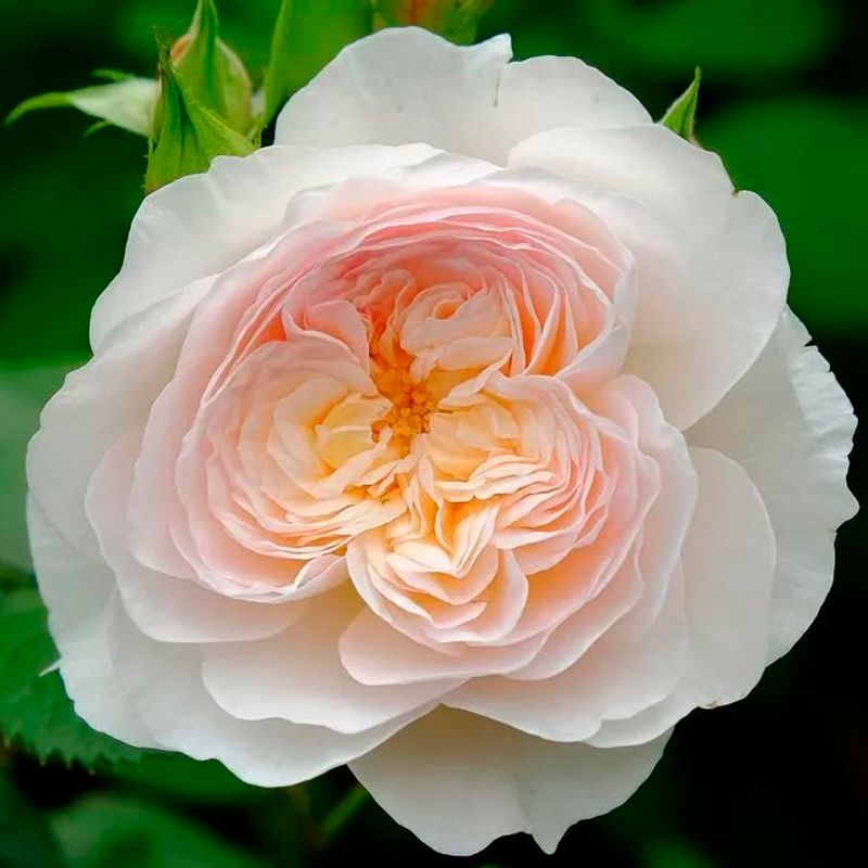 Роза Эмили Бронте