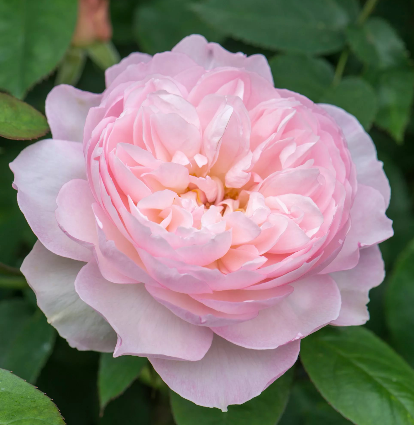 Роза Джентл Гермионе