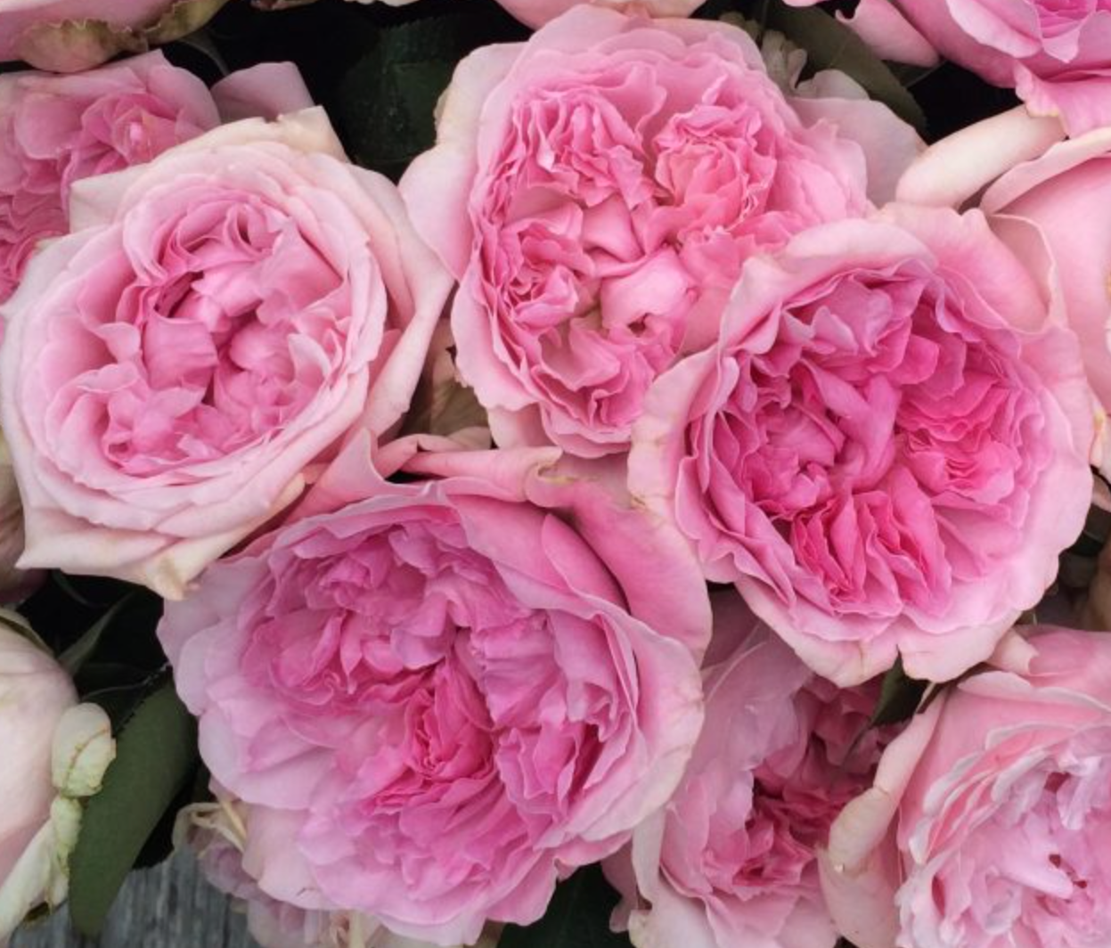 Роза Миранда