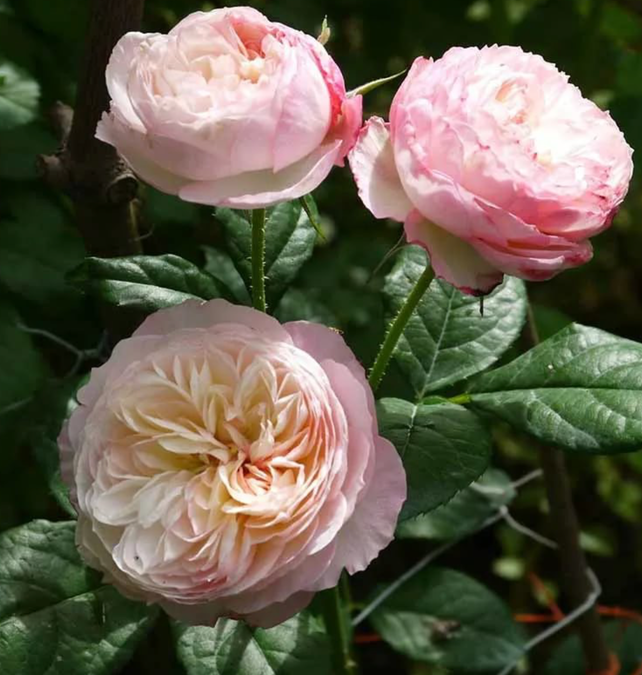 Роза Констанция