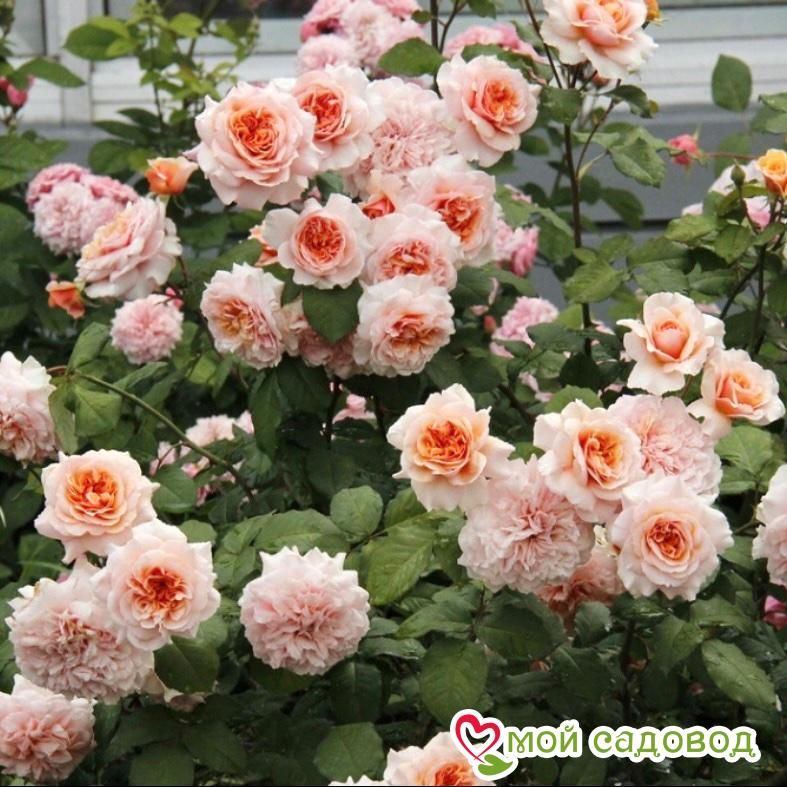 Роза Амаретто