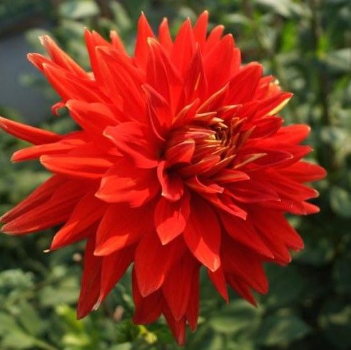 Георгина Вулкан