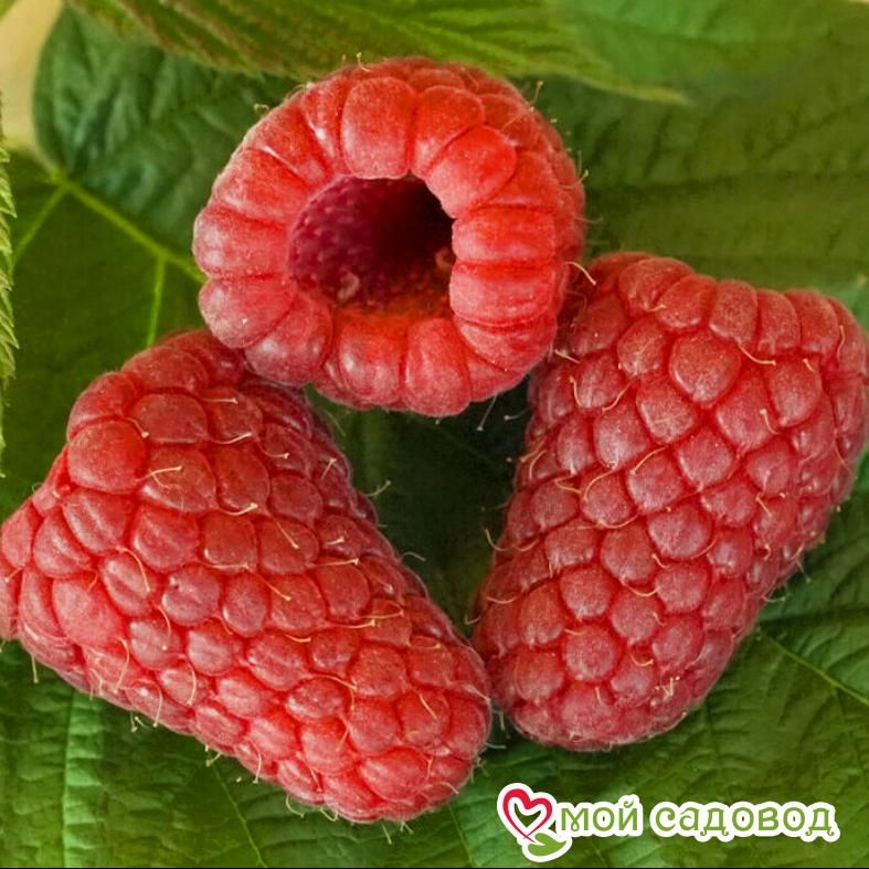 Малина Чемейнус Chemainus