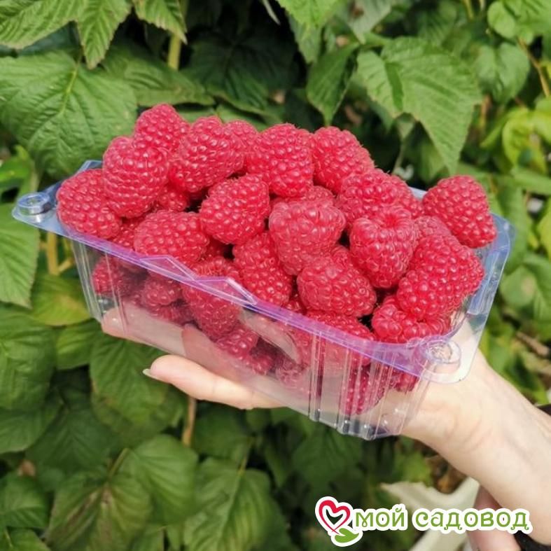 Малина Полонез (Polonez)