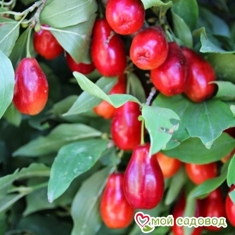 Кизил обыкновенный Макрокарпа (Cornus Macrocarpa)