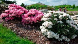 рододендрон