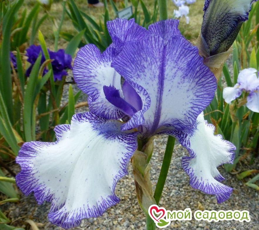 Ирис германский Блю Стаккато