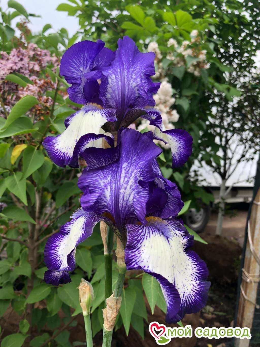 Ирис германский Блю Стаккато