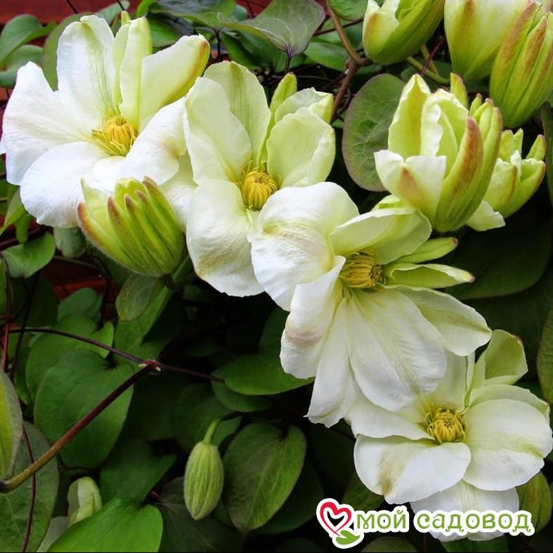 Клематис МЭРИ-КЛЭР