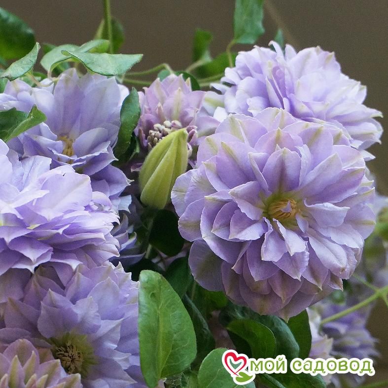 Клематис РУРИОКОШИ