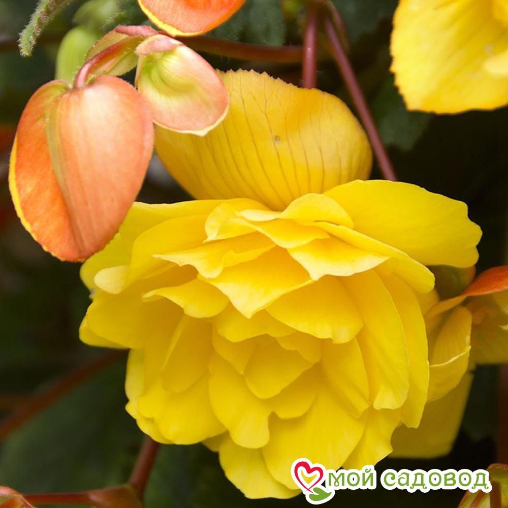 Бегония Пендула Йеллоу