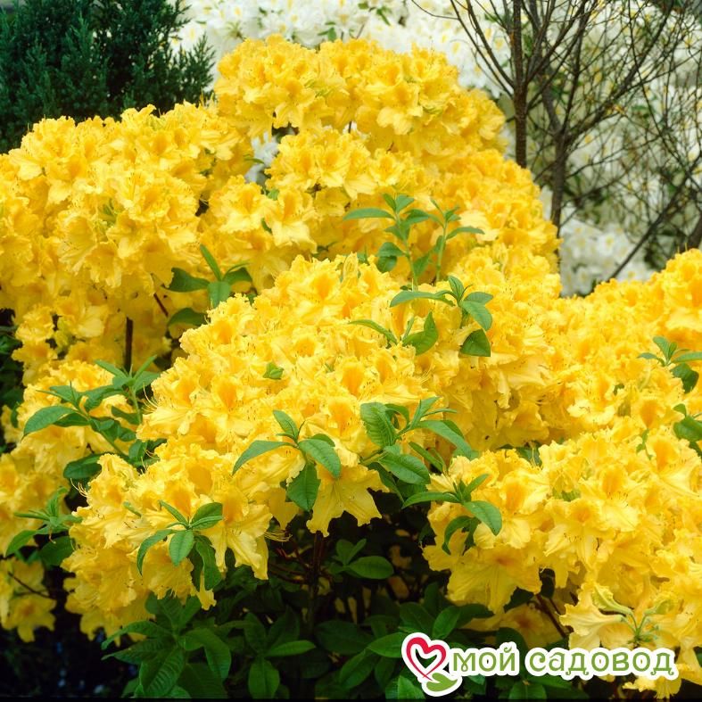 Азалия/Рододендрон листопадный Аннеке