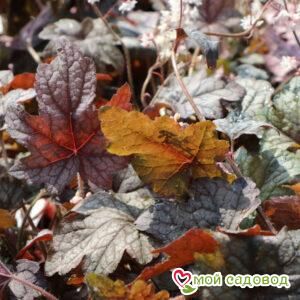 Гейхера Инфинити