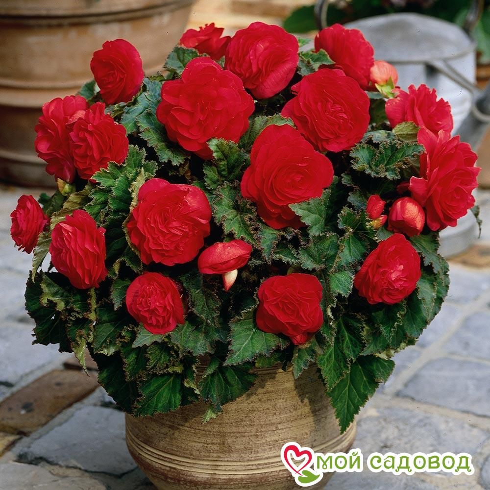 Бегония махровая Скарлет