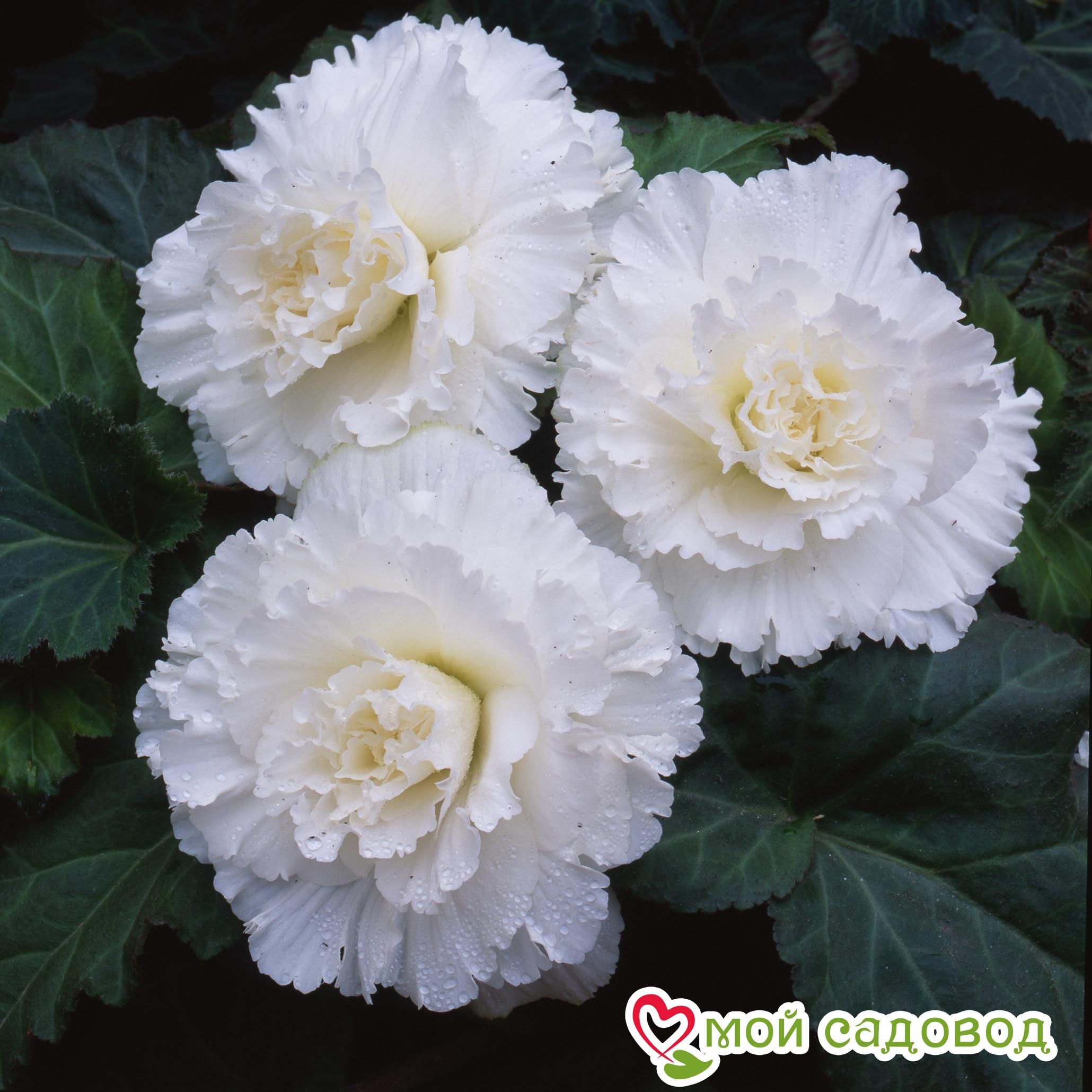 БЕГОНИЯ ФИМБРИАТА ВАЙТ