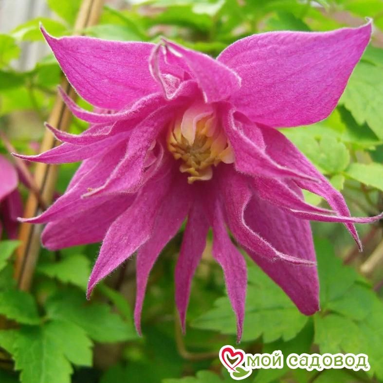 КЛЕМАТИС БАЛЕТ СКЕТ