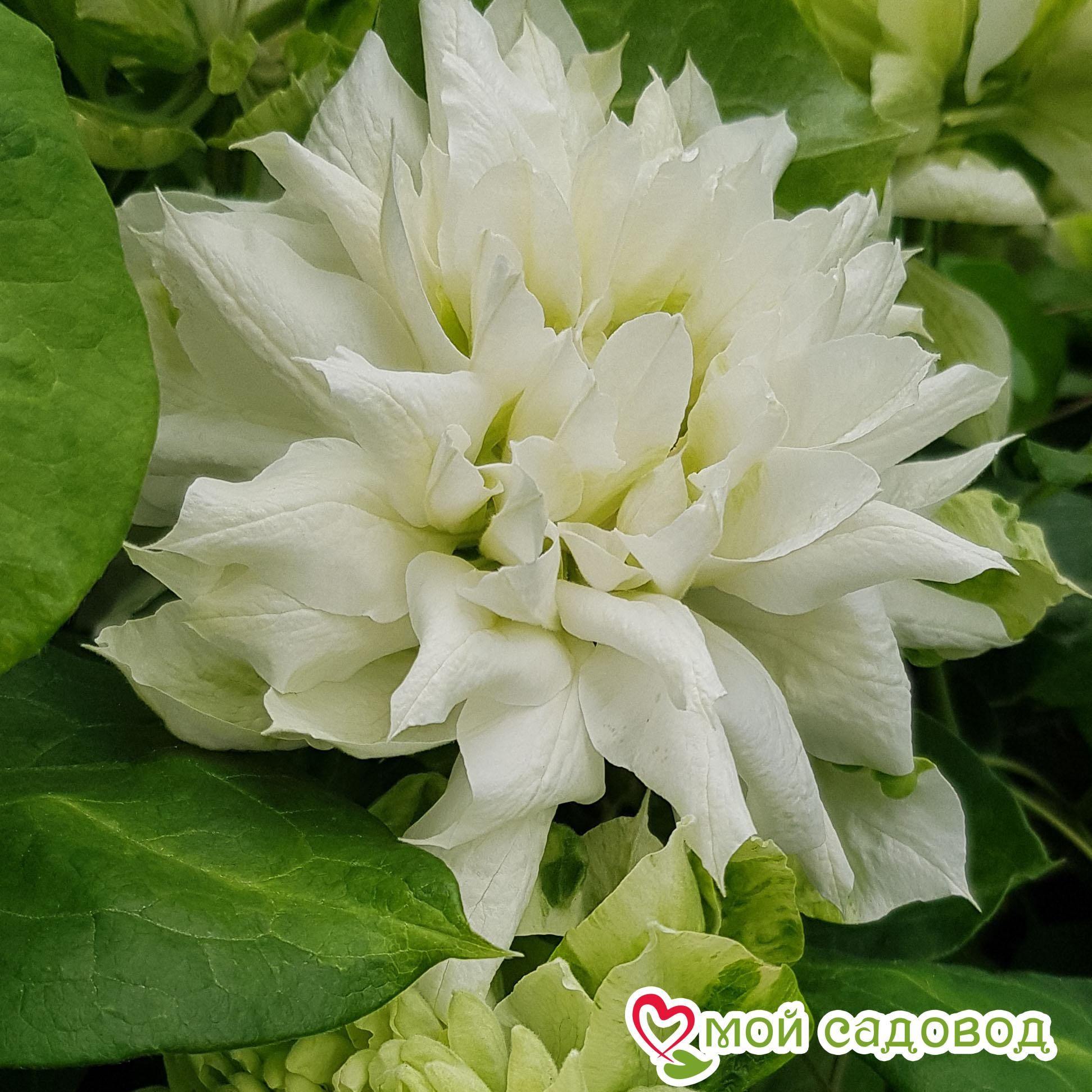 Клематис ДЮШЕС ЭДИНБУРГА