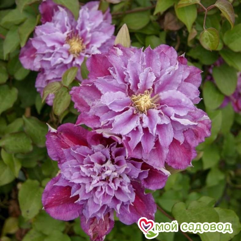 Клематис Пинк Пешн