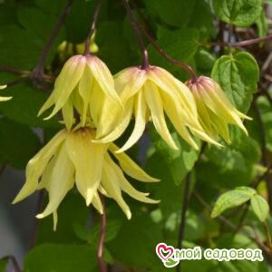Клематис Голден Дрим