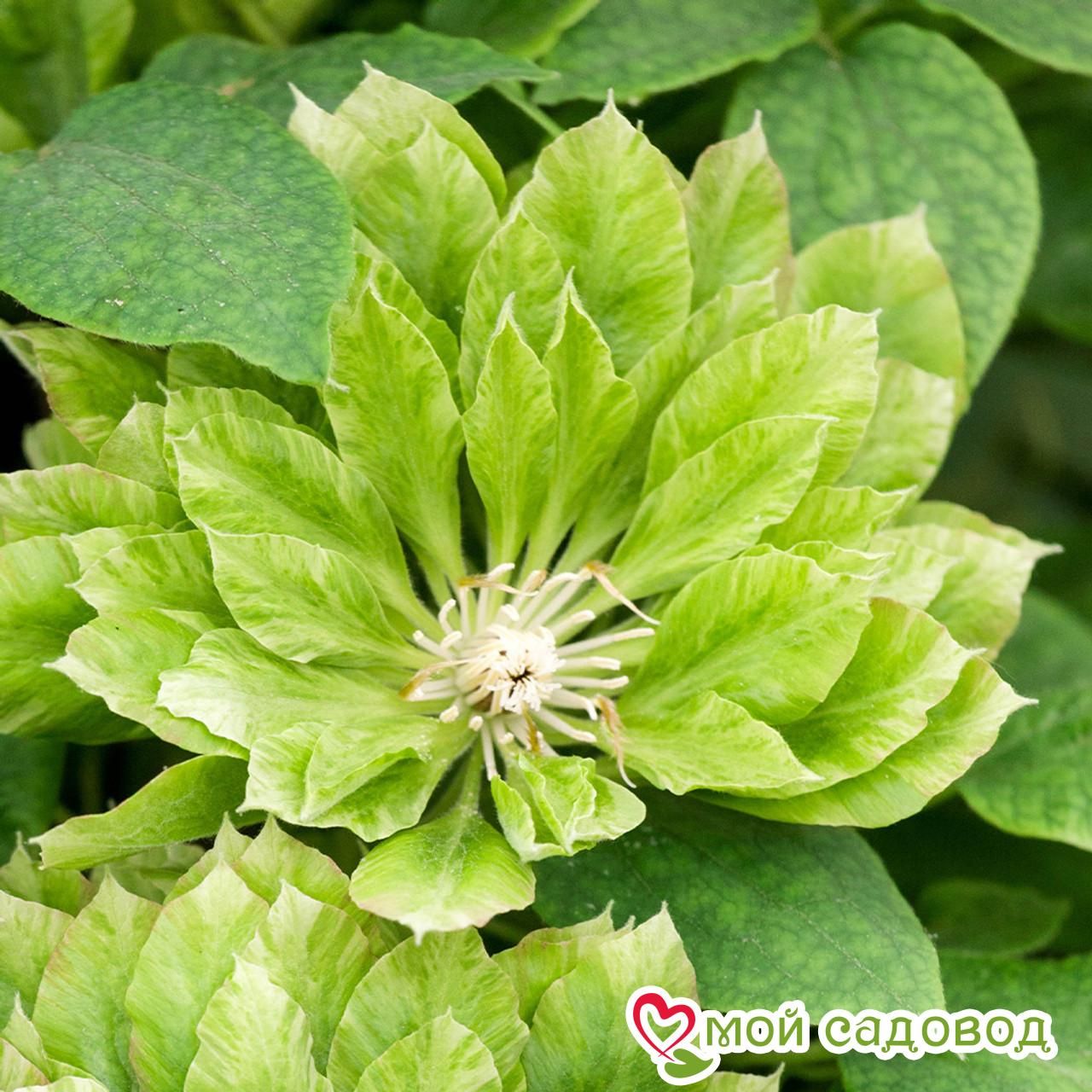 Клематис Грин Пэшн