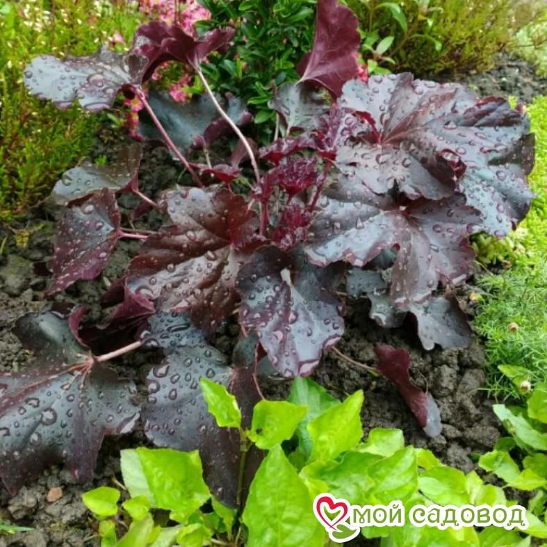 Гейхера Дарк Мистери