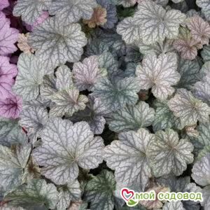 Гейхера Пино Нуар