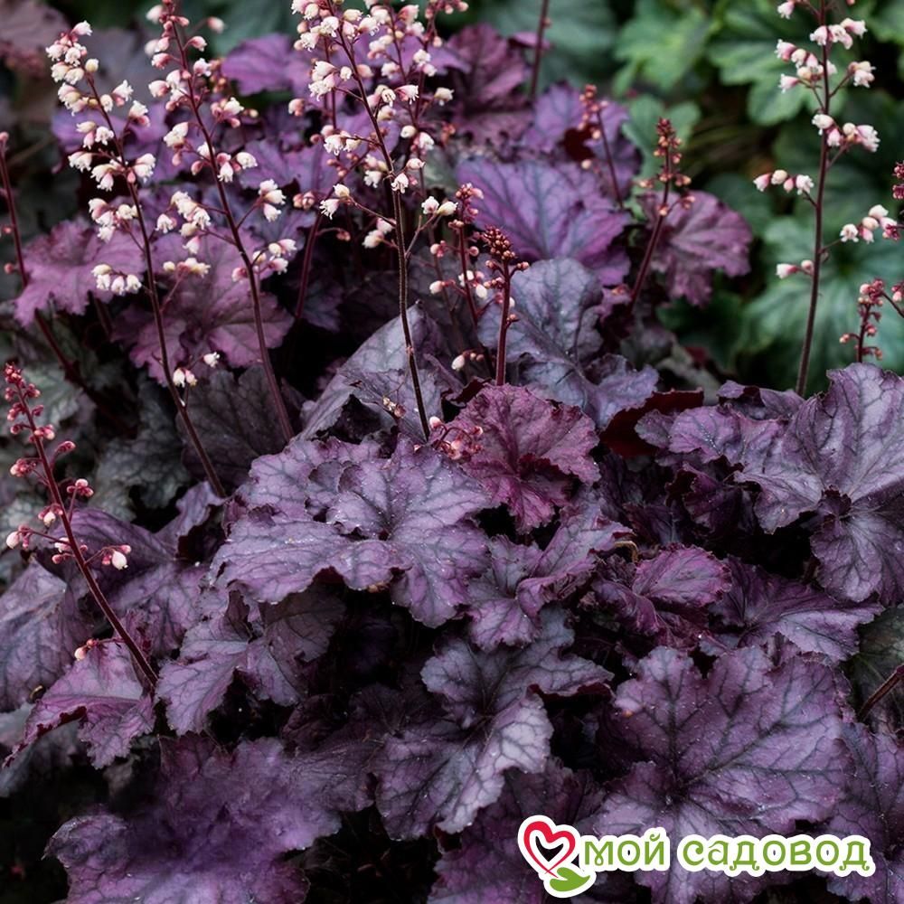 Гейхера Рекс Пурпл