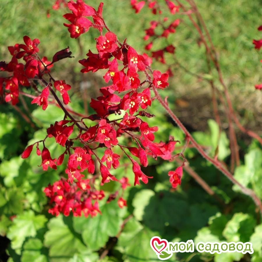 Гейхера кроваво-красная