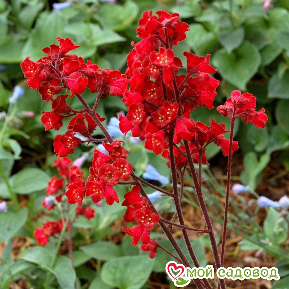 Гейхера кроваво-красная