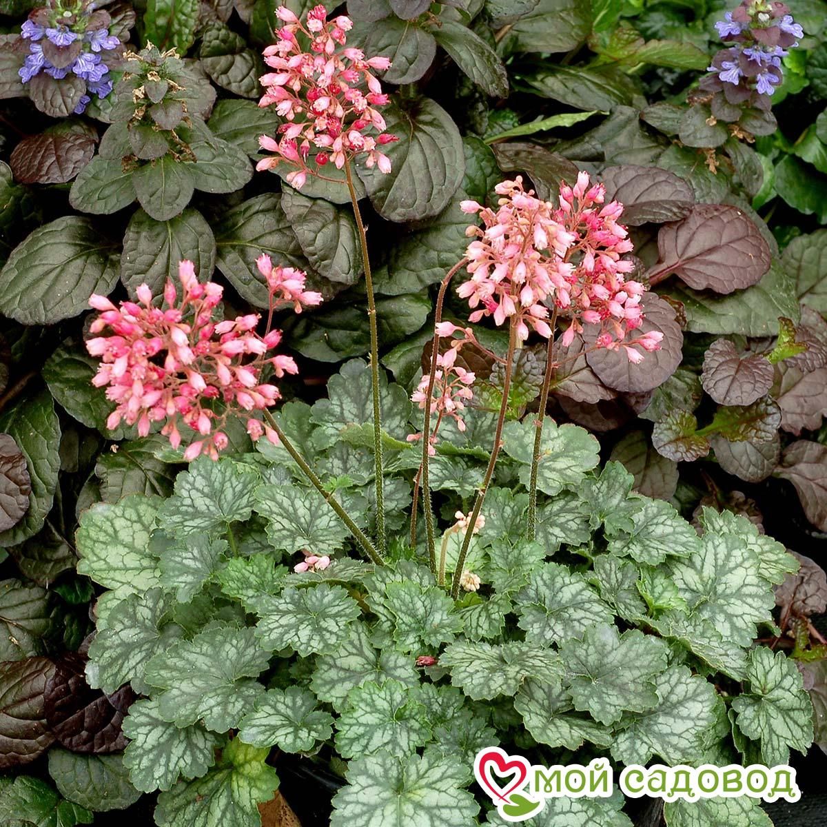 Гейхера Литтл Кьюти Пепперминт