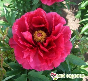 ПИОН ДРЕВОВИДНЫЙ КРАСНЫЙ ГИГАНТ