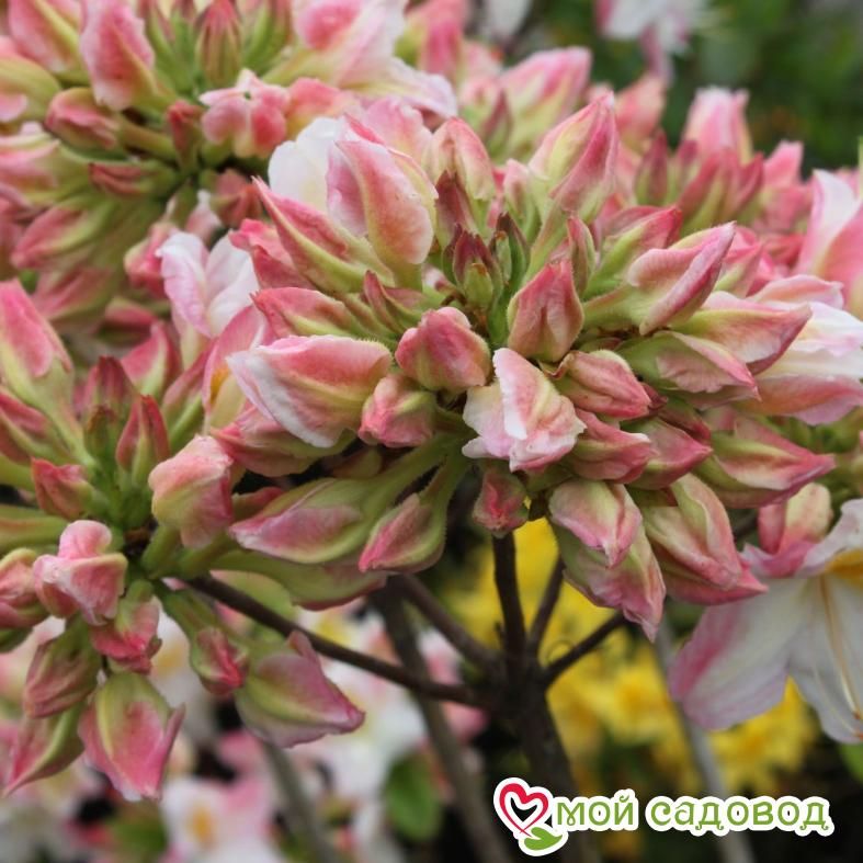 Азалия/Рододендрон листопадный Сатоми