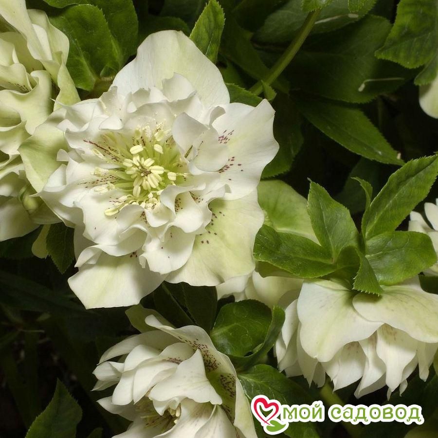 Морозник восточный Дабл Эллен Уайт