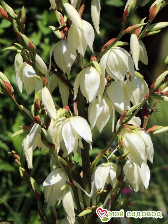 Юкка нитчатая Брайт Эдж