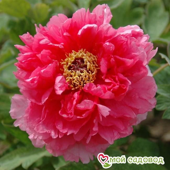 ПИОН ДРЕВОВИДНЫЙ КОРАЛЛОВЫЙ АЛТАРЬ