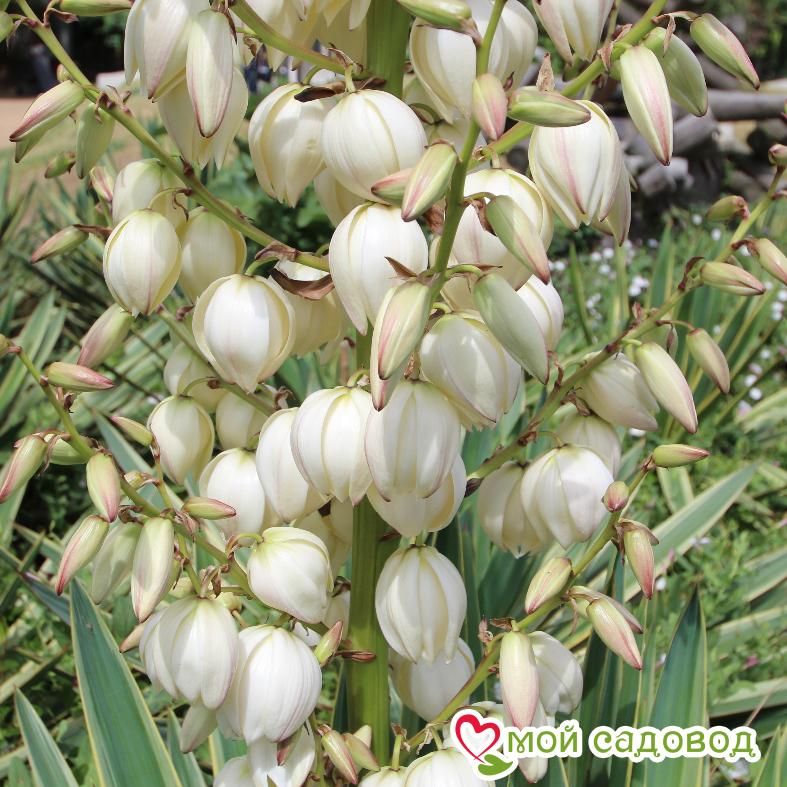 Юкка Сизая Свеча Господня