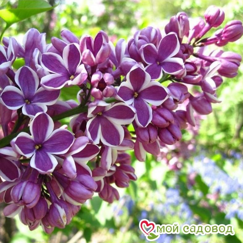 Сирень Сенсация (Sensation)